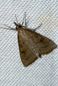 Udea rubigalis