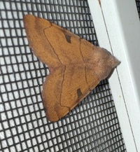 Choephora fungorum