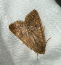 Sunira bicolorago