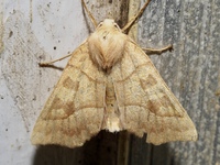 Eucirroedia pampina
