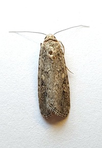 Spodoptera exigua