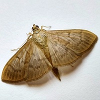 Patania silicalis