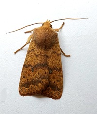 Sunira bicolorago