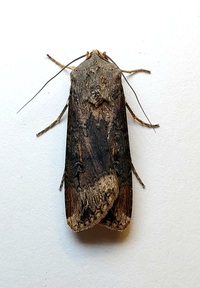 Agrotis ipsilon