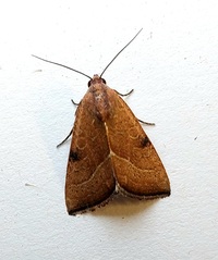 Galgula partita