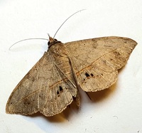 Anticarsia gemmatalis