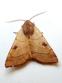 Choephora fungorum