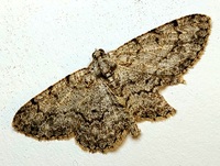 Protoboarmia porcelaria