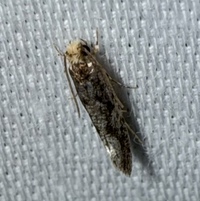 Monopis marginistrigella