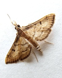 Marasmia cochrusalis