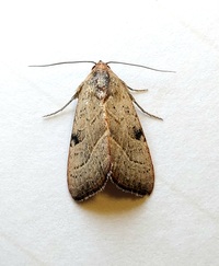 Galgula partita