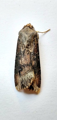Agrotis ipsilon