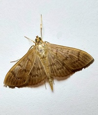 Patania silicalis