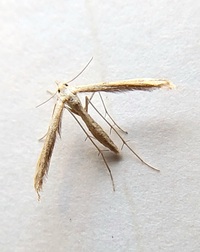 Hellinsia unidentified species