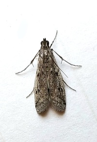 Phycitodes mucidella