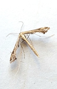 Stenoptilodes taprobanes