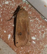 Noctua pronuba