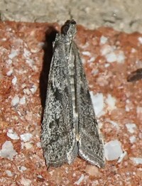 Phycitodes mucidella