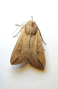 Mythimna unipuncta