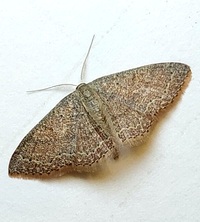 Pleuroprucha insulsaria