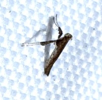 Caloptilia rhoifoliella
