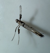Caloptilia rhoifoliella