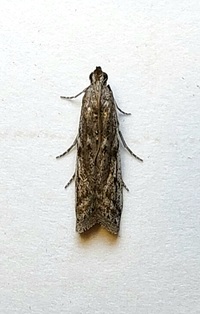 Phycitodes mucidella