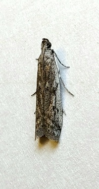 Phycitodes mucidella