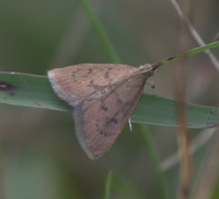 Oenobotys vinotinctalis