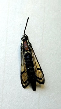 Synanthedon exitiosa