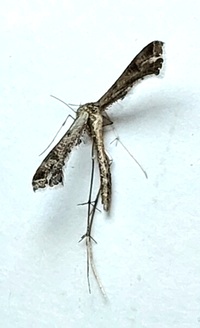 Stenoptilodes taprobanes