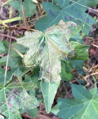 Phyllocnistis liquidambarisella