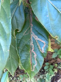 Phyllocnistis hyperpersea