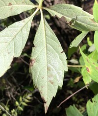 Phyllocnistis ampelopsiella