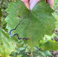 Phyllocnistis vitifoliella