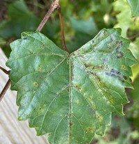 Phyllocnistis vitegenella