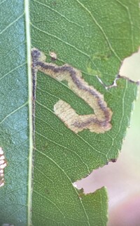 Stigmella fuscotibiella