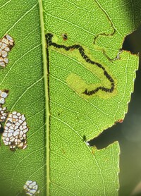 Stigmella fuscotibiella