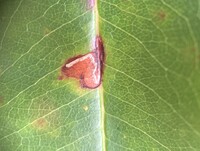 Bucculatrix pomifoliella