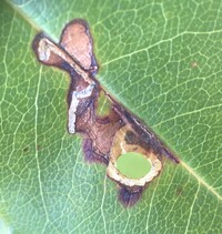 Coptodisca splendoriferella