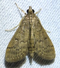 Herpetogramma phaeopteralis