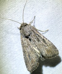 Spodoptera frugiperda