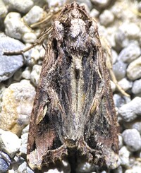 Spodoptera dolichos
