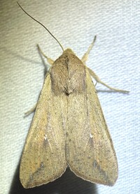 Mythimna unipuncta