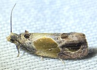 Eumarozia malachitana