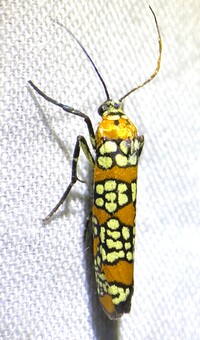 Atteva aurea