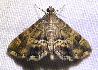 Hymenia perspectalis