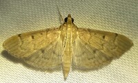 Herpetogramma bipunctalis