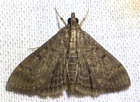 Herpetogramma phaeopteralis