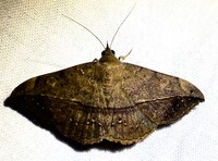 Anticarsia gemmatalis